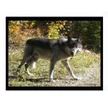 "Teething" Post Card