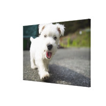 Ten week old female west highland terrier canvas prints