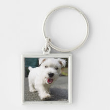 Ten week old female west highland terrier key chains