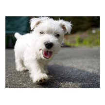 Ten week old female west highland terrier postcard
