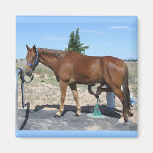 Tennessee Walking Horse Pedicure - Equine Humour Fridge Magnet