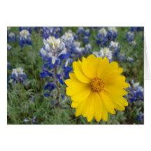 Texas Bluebonnet Card