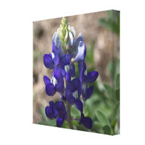 Texas Bluebonnet: Closeup Macro View canvas prints