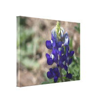 Texas Bluebonnet: Closeup Macro View canvas prints