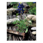 Texas Bluebonnet Postcard