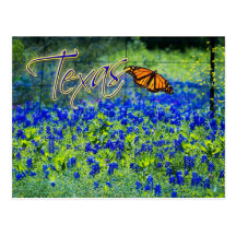 Texas Bluebonnets Post Card