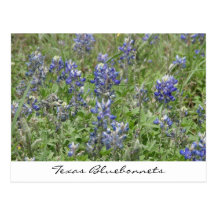 Texas Bluebonnets Postcards