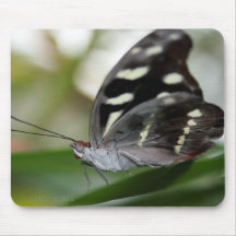 Texas Butterfly II Mousepad