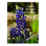 Texas is the Home of my Heart Bluebonnet Poastcard Post Card