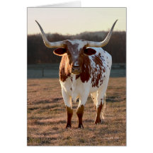 Texas Longhorn Note Card