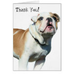 Thank You Bulldog greeting card