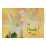 Thank You cards