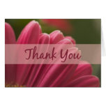 Thank You cards
