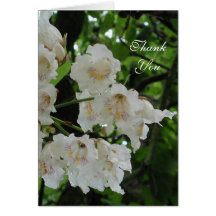 Thank You Cards