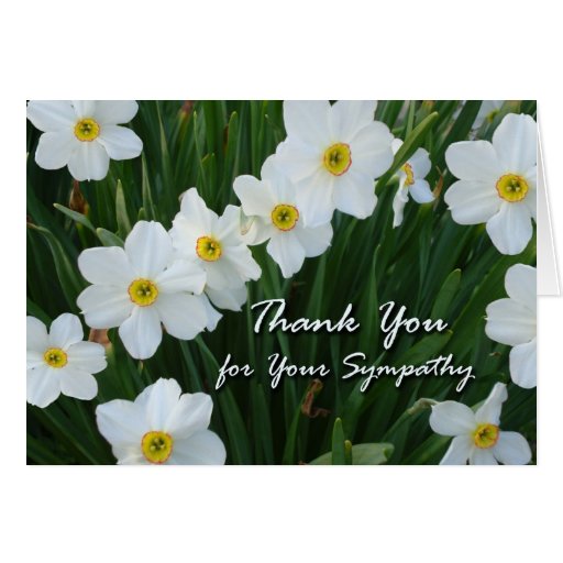 Thank You for Sympathy, Narcissus Flowers Greeting Card Zazzle