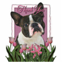 Thank You - Pink Tulips - Boston Terrier Photo Cutouts