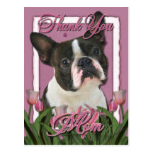 Thank You - Pink Tulips - Boston Terrier Postcards