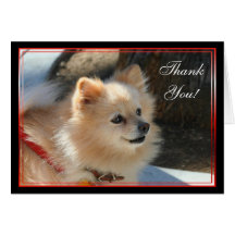 Thank You Pomeranian greeting card