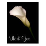 Thank You postcards