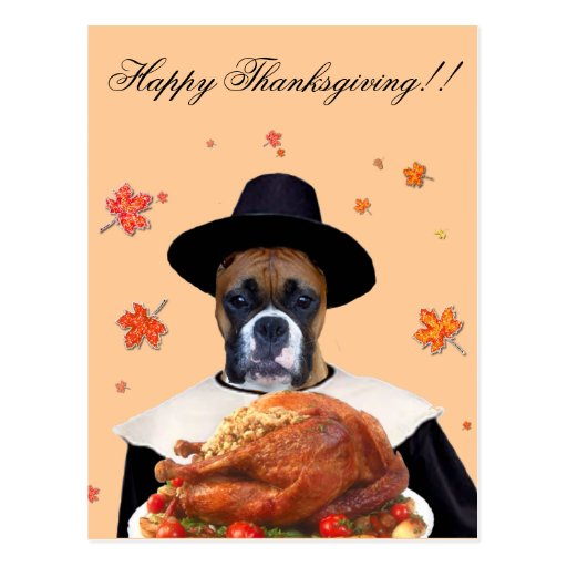 Thanksgiving boxer dog postcard
