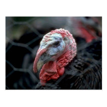 Thanksgiving Turkey Post Cards