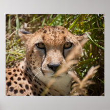 That Cheetah Look Poster