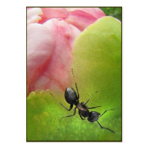 The Ant and the Peony ATC Business Card Templates