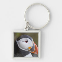 The Atlantic Puffin, a pelagic seabird, shown Key Chain