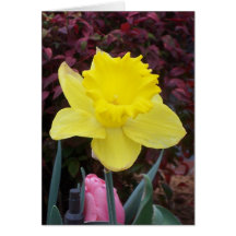 The Beauty of Spring Greeting Cards