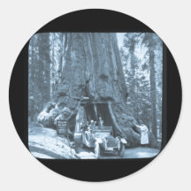 The Big Trees of Mariposa Grove Sticker