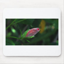 The Black Flame, The Pelican, Rose Bud, Pink Roses Mousepad