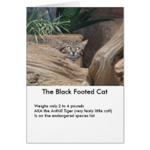 The Black Footed Cat Card