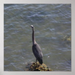 The Blue Heron Poster