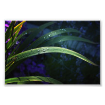 The Colours of the Garden Photograph