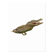 The Crocoduck Post Card