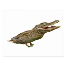 The Crocoduck Post Card