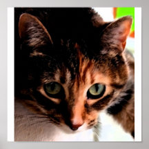 The Curious Cat Print