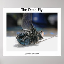 The Dead Fly Print