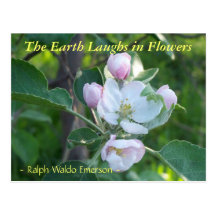 THE EARTH LAUGHS IN FLOWERS - APPLE BLOSSOM POSTCARD