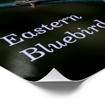 The Eastern Bluebird Poster