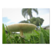 The Epic Mushroom Photo