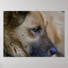 The Eye/German Shepherd Photography Poster