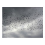 The Flock Postcard