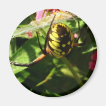 The Garden Spider Refrigerator Magnet
