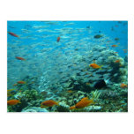 The Great coral barrier in Australia Postcard