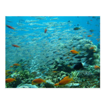 The Great coral barrier in Australia Postcard
