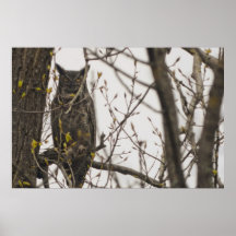 The Great Horned Owl Poster
