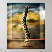 The human spine poster