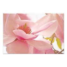 The Light Of Spring. Photograph