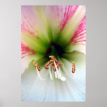 The Lilly Print